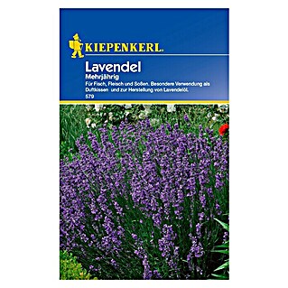 Kiepenkerl Blumensamen Lavendel (Lavandula angustifolia, Blau, Saatzeit: März)