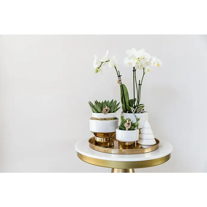 Piardino Schmetterlingsorchidee Arrangement - Grey Edge Gold - Weihnacht - Dekorative Tischpräsentation mit Pflanzen und Weihnachtsbaum auf einem goldenen Tablett. Ideal für festliche Akzente.