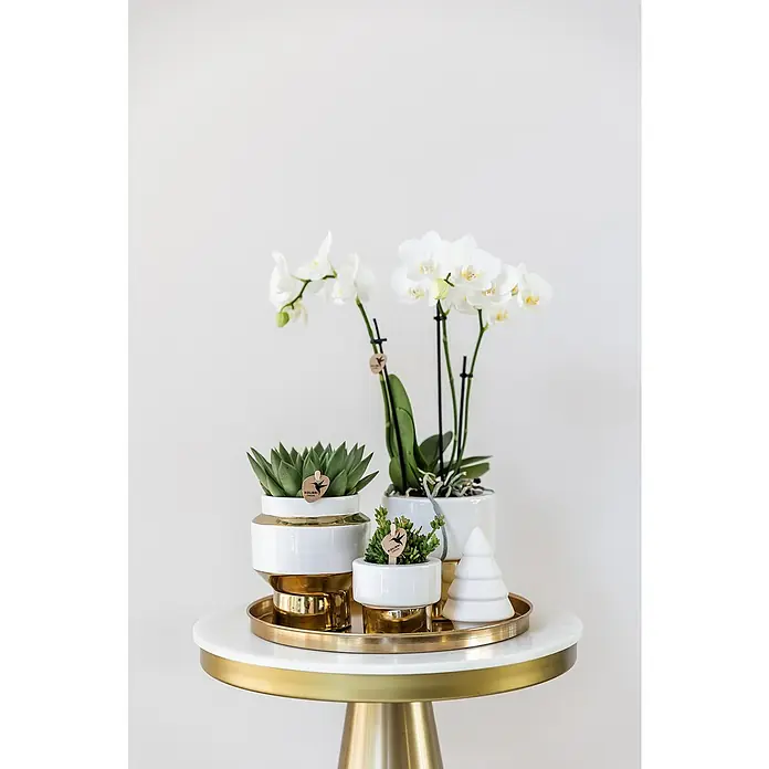 Piardino Schmetterlingsorchidee Arrangement - Grey Edge Gold - Weihnacht - Elegante Tischdekoration mit Orchideen, Sukkulenten und einer weißen Weihnachtsbaumfigur auf einem goldenen Tablett.