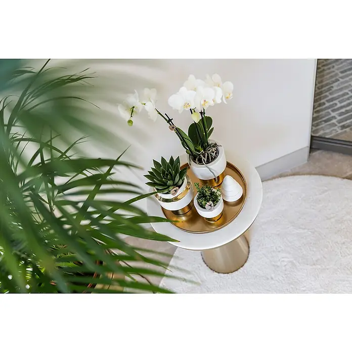 Piardino Schmetterlingsorchidee Arrangement - Grey Edge Gold - Weihnacht - Elegantes Stillleben mit Orchideen, Sukkulenten und Zierobjekt auf einem goldenen Tablett, das auf einem Beistelltisch mit Marmorplatte steht.