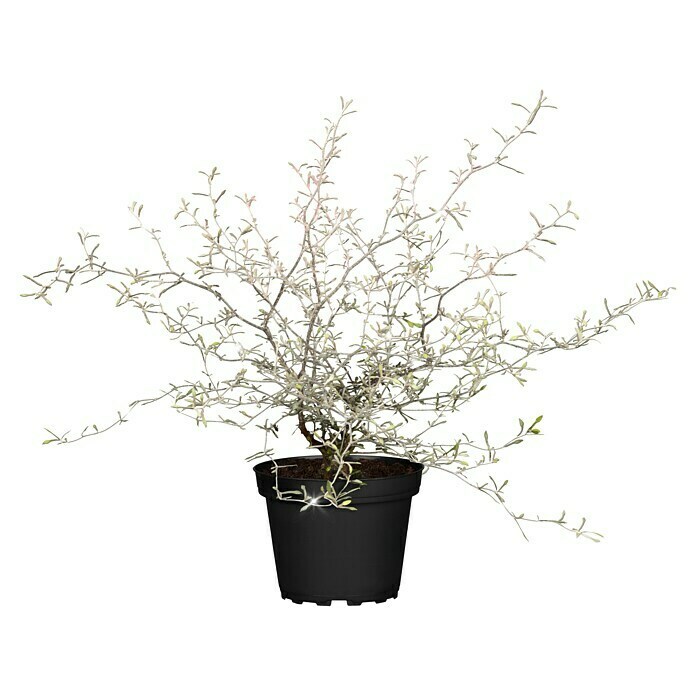 Zickzackstrauch Zickzackstrauch gefärbt mit Glitzer (Corokia cotoneaster, Gelb) | BAUHAUS