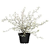 Zickzackstrauch Zickzackstrauch gefärbt mit Glitzer (Corokia cotoneaster, Gelb) | BAUHAUS