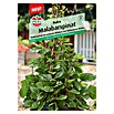 Sperli Gemüsesamen Malabarspinat (Basella alba, Saatzeit: April, Erntezeit: Juli) | BAUHAUS