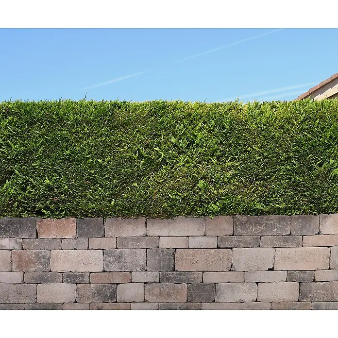 EHL Mauerstein Times Antik M - 30 x 20 x 7 cm, Muschelkalk, Beton - Bild einer hohen, gepflegten Hecke, die auf einer dekorativen Steinmauer steht, vor einem klaren, blauen Himmel.