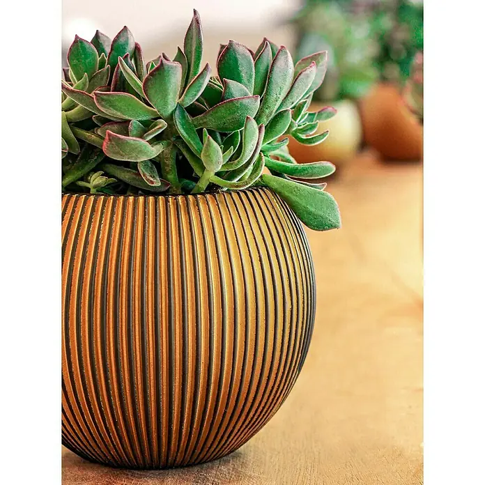 Capi Europe Übertopf rund Nature Groove - Außenmaß (Ø x H): 21 x 19 cm, Schwarz/Gold, Polyester - Nahaufnahme einer Sukkulente in einem goldfarbenen Topf mit vertikalen schwarzen Streifen, der auf einer Holzoberfläche steht.