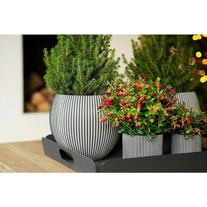 Vaso Cilindrico Capi Europe Geo Groove Black & Gold | Vaso Da Fiori Per Interni In Ceramica, Design Scanalato, 16x13 Cm, Apertura 12 Cm, 5 Anni Di Garanzia