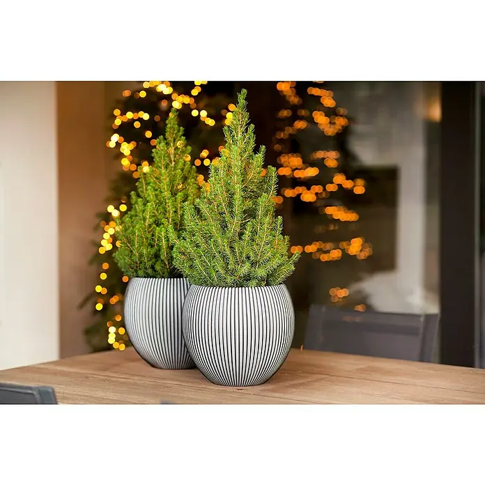 Capi Europe Übertopf rund Nature Groove - Außenmaß (Ø x H): 29 x 26 cm, Anthrazit, Polyester - Zwei Miniatur-Zypressen in gestreiften Töpfen auf einem Holztisch, mit festlichen Lichtern im Hintergrund, schaffen eine gemütliche Atmosphäre.