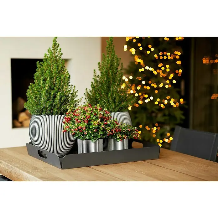 Capi Europe Übertopf rund Nature Groove - Außenmaß (Ø x H): 24 x 21 cm, Anthrazit, Polyester - Weihnachtliche Tischdekoration mit kleinen Tannenbäumen und roten Beeren in gestreiften Töpfen auf einem dunklen Tablett.