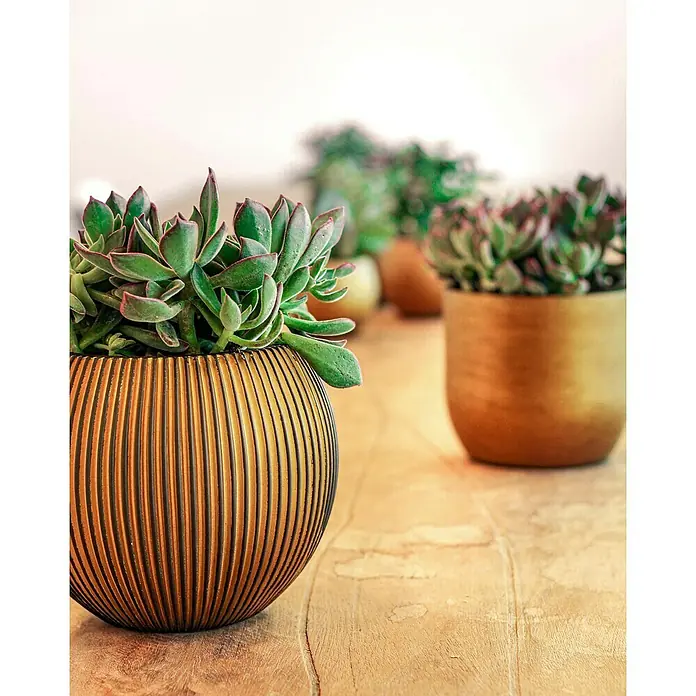 Capi Europe Übertopf rund Nature Groove - Außenmaß (Ø x H): 18 x 15 cm, Schwarz/Gold, Polyester - Nahaufnahme von Sukkulenten in dekorativen goldenen Übertöpfen auf einem Holztisch, die eine warme und natürliche Ästhetik schaffen.