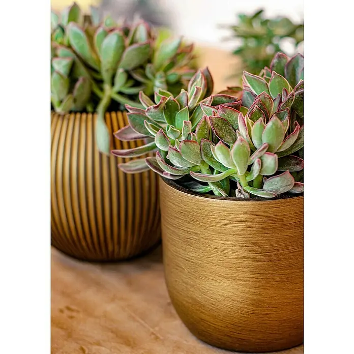 Capi Europe Übertopf rund Retro - Außenmaß (Ø x H): 14 x 13 cm, Gold, Polyester - Nahaufnahme von zwei Sukkulenten in goldenen Töpfen, die eine elegante und natürliche Note verleihen.