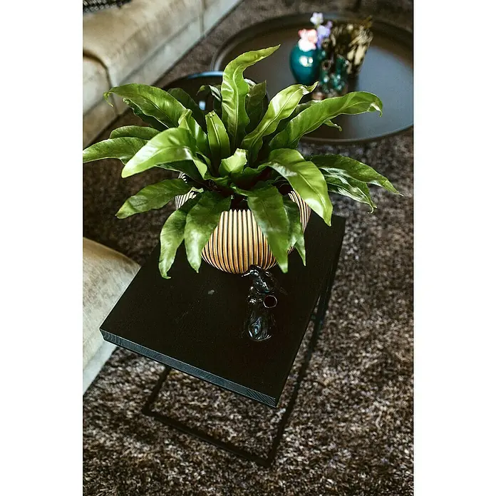Capi Europe Übertopf rund Nature Groove - Außenmaß (Ø x H): 29 x 26 cm, Schwarz/Gold, Polyester - Nahaufnahme einer prächtigen Zimmerpflanze in einem gestreiften Topf auf einem stilvollen Beistelltisch.