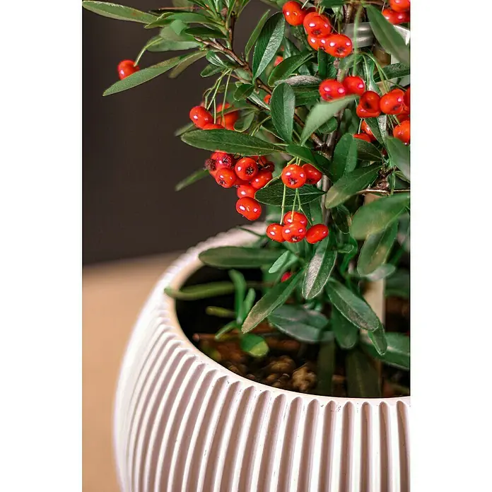 Capi Europe Übertopf rund Nature Groove - Außenmaß (Ø x H): 22 x 18 cm, Elfenbein, Polyester - Nahaufnahme einer Pyracantha im Topf, die mit ihren leuchtend roten Beeren und grünen Blättern einen Farbtupfer setzt.