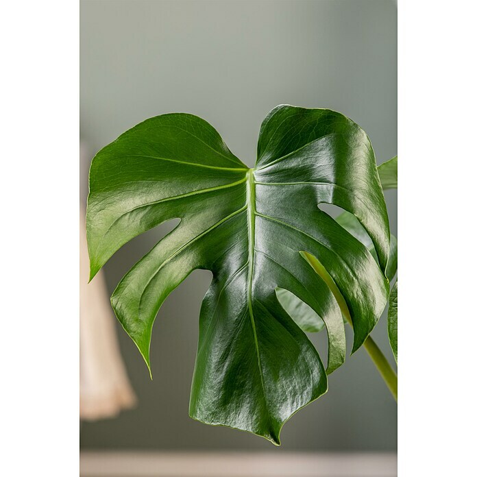 Piardino Air So Pure Fensterblatt (Monstera acuminata, Topfgröße: 21 cm)