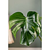 Piardino Air So Pure Fensterblatt (Monstera acuminata, Topfgröße: 21 cm)