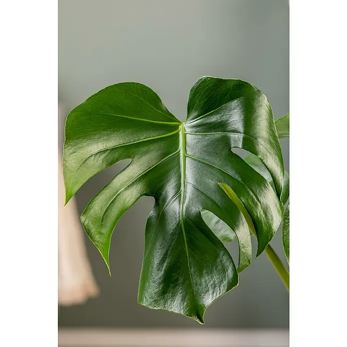 Piardino Fensterblatt - Monstera acuminata, Topfgröße: 21 cm - Nahaufnahme eines einzelnen, grünen und gespaltenen Blattes einer Monstera Zimmerpflanze mit sichtbaren Blattadern.