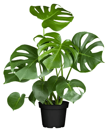 Piardino Fensterblatt - Monstera deliciosa, Topfgre: 24 cm online kaufen  bei BAUHAUS