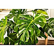 Piardino Air So Pure Fensterblatt (Monstera acuminata, Topfgröße: 21 cm)