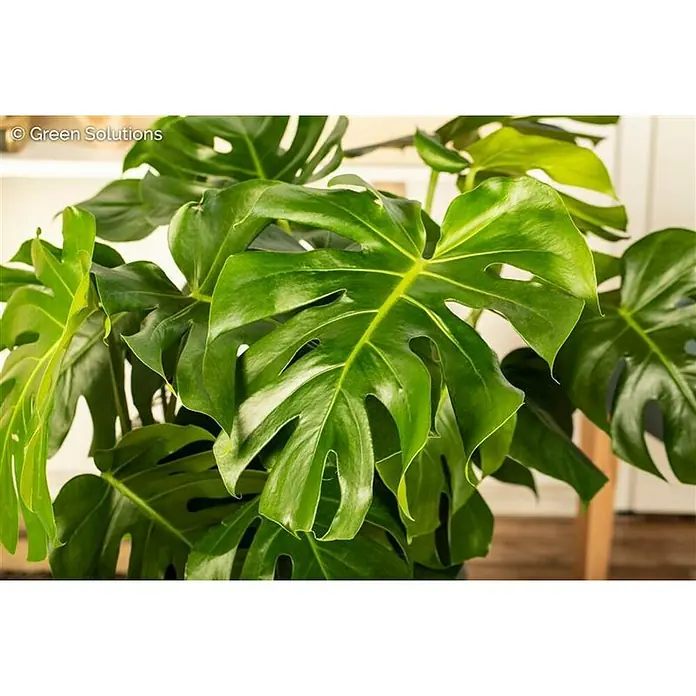 Piardino Fensterblatt - Monstera acuminata, Topfgröße: 21 cm - Nahaufnahme einer Monstera-Pflanze mit großen, grünen Blättern und charakteristischen Löchern.