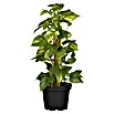 Epipremnum aureum 15Am Stab Moos 50 cm