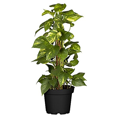 Piardino Efeutute am Stab (Epipremnum aureum, Topfgröße: 15 cm)