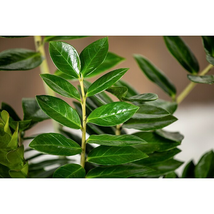 Piardino Kamerpalm (Zamioculcas zamiifolia, Potmaat: 21 cm) | BAUHAUS