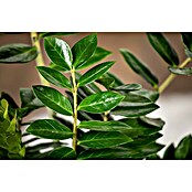 Piardino Kamerpalm (Zamioculcas zamiifolia, Potmaat: 21 cm) | BAUHAUS