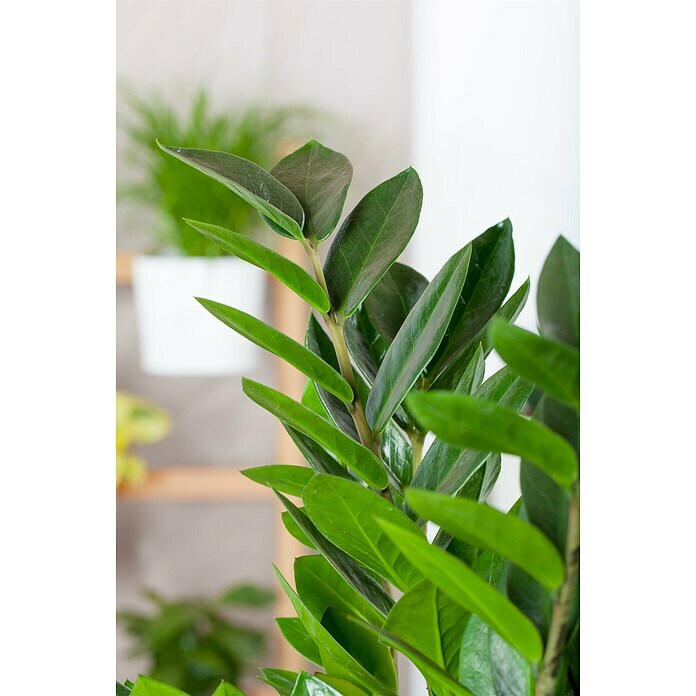 Piardino Kamerpalm (Zamioculcas zamiifolia, Potmaat: 21 cm) | BAUHAUS