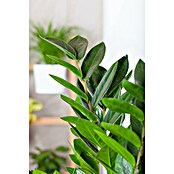 Piardino Kamerpalm (Zamioculcas zamiifolia, Potmaat: 21 cm) | BAUHAUS