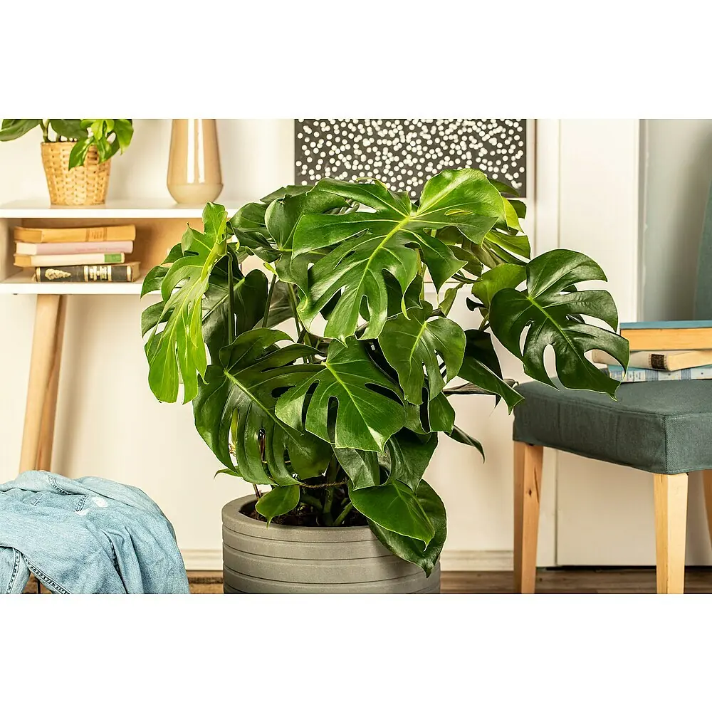 monstera blähton Hydro XXL Monstera am Stab, 120-140cm – Green Me Up main image 1