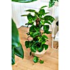 Epipremnum aureum 15Am Stab Moos 50 cm