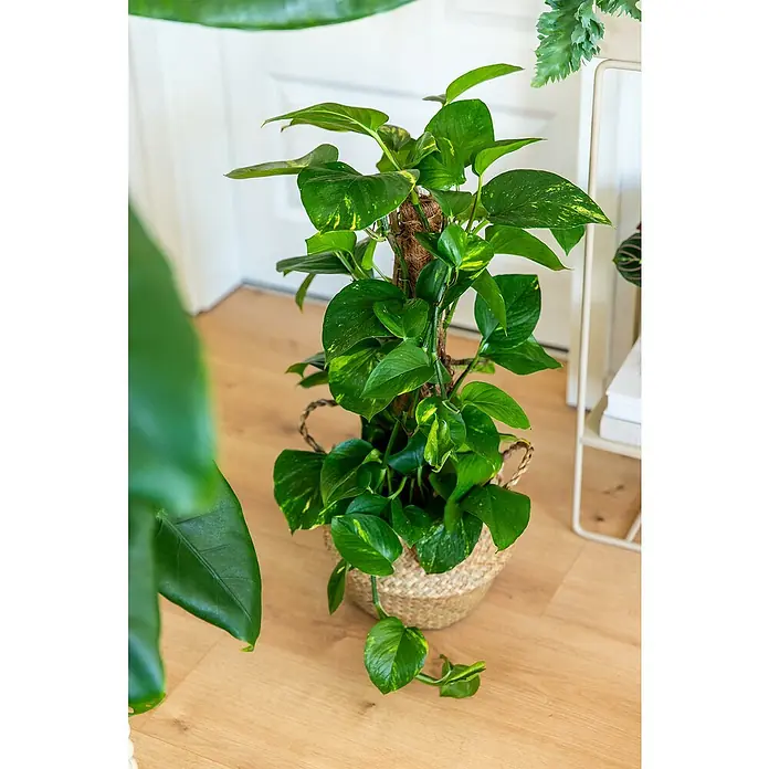 Piardino Efeutute am Stab - Epipremnum aureum, Topfgröße: 15 cm - Goldene Efeutute in einem Korb mit Kletterhilfe. Die Pflanze hat grüne, herzförmige Blätter mit gelben Sprenkeln.