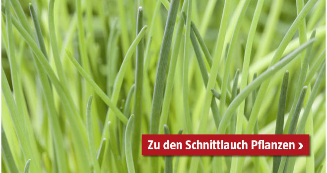 Schnittlauch Pflanzen