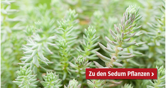 Sedum