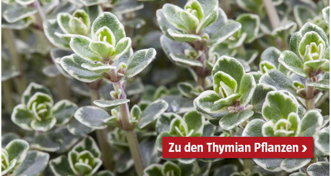 Thymian