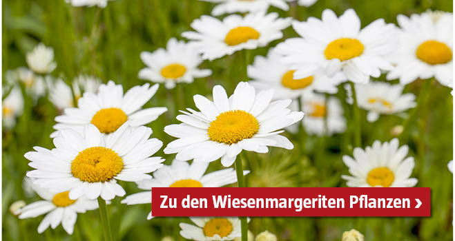 Wiesenmargeriten