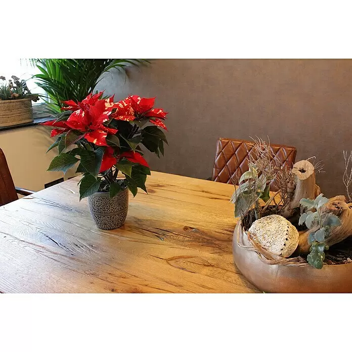 Piardino Weihnachtsstern - Euphorbia pulcherrima 'SkyStar'®, Topfgröße: 13 cm, Rot/Weiß - Roter und grüner Weihnachtsstern in einem geprägten grauen Topf auf einem Holztisch, als Innendekoration.