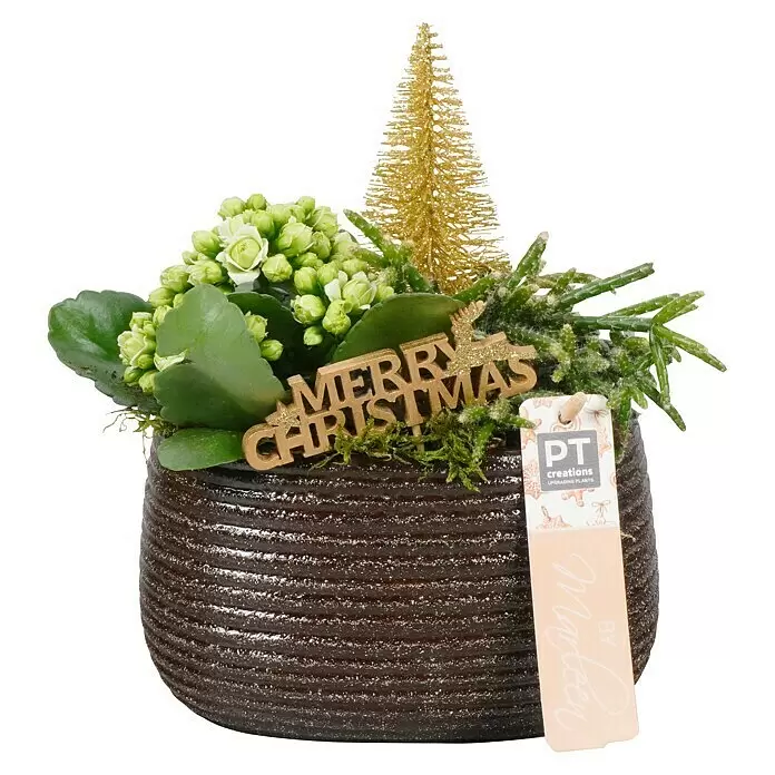 Piardino AdventsarrangementTopfgröße: 19 cm, Gold