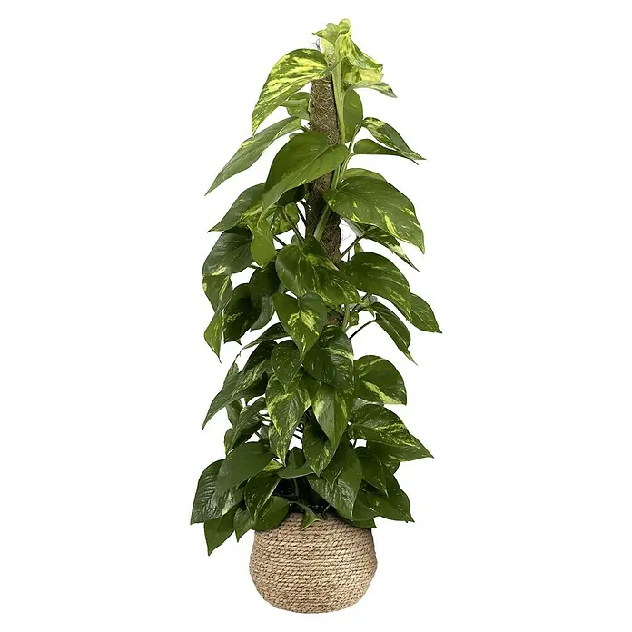 Mica Decorations Pflanzkorb Jorck - Außenmaß (Ø x H): 26 x 24 cm, Hellbraun - Epipremnum Aureum Zimmerpflanze auf einem Moosstab in einem Seilkorb. Die Blätter sind grün mit gelben Flecken.