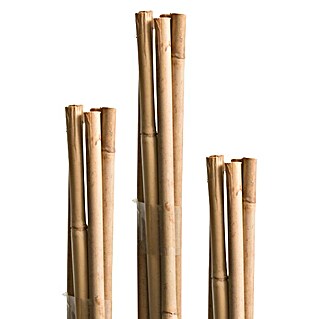 Windhager Bambus štapovi (Ø x V: 0,7 x 90 cm, Smeđe boje, 7 Kom.)
