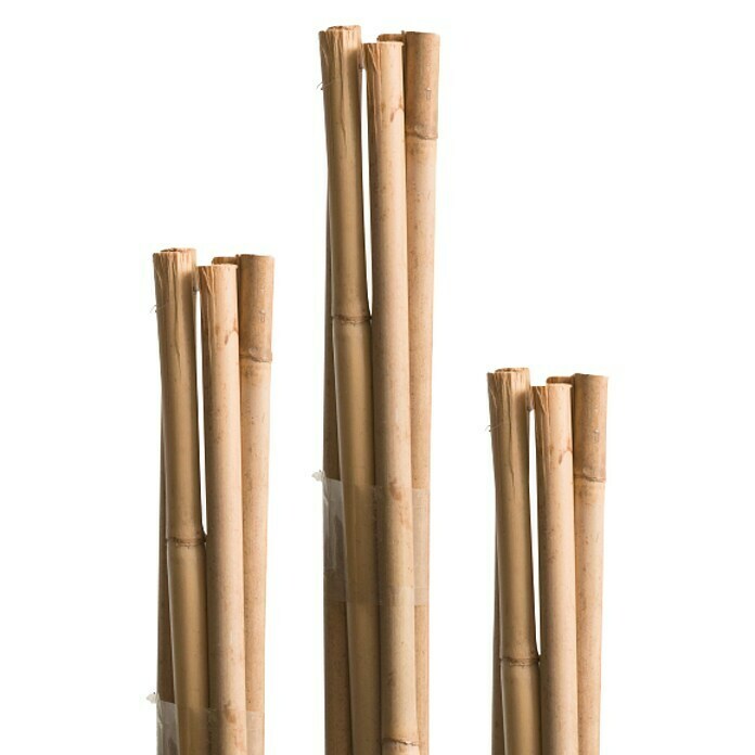 Windhager Bambusstab (Länge: 240 cm)