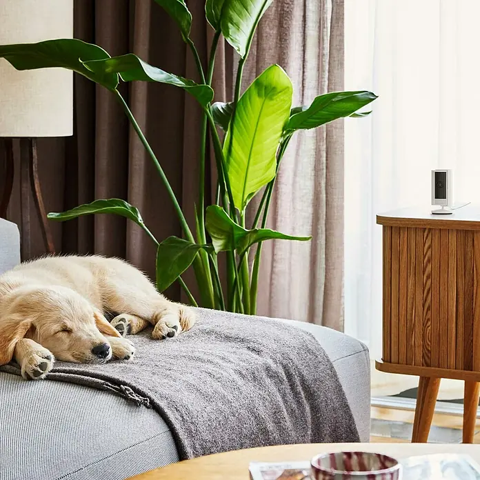 Ring Innenkamera Indoor Cam 2. Gen. - 1.080 Pixel (Full HD), Weiß, 1 Stk. - Intelligente Ring-Sicherheitskamera auf einem Tisch mit einem schlafenden Hund auf dem Sofa. Überwachen Sie Ihr Zuhause mit Ring-Geräten.