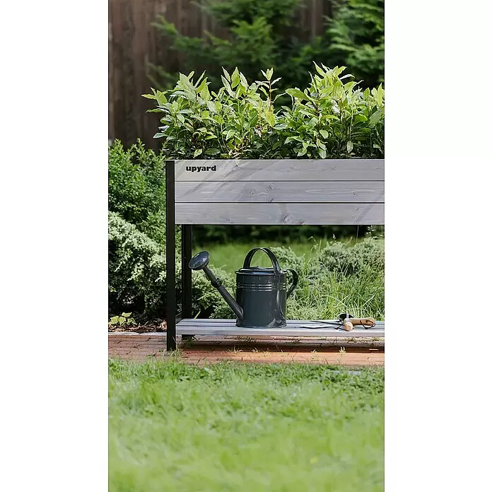 Upyard Huerto Modernbox alto - 118 x 36 x 72 cm, Madera, Gris/Negro - Un huerto elevado de madera gris claro con marco oscuro contiene plantas verdes. Una regadera oscura y herramientas de jardinería están en el estante inferior.