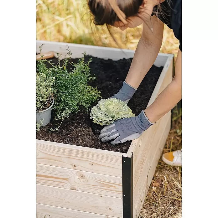 Upyard Hochbeet Gardenbox I-Box - 120 x 80 x 40 cm, Holz, Natur - Helles Holz-Hochbeet mit schwarzen Metallecken, eine Person mit Handschuhen pflanzt grünes Gemüse in die Erde.