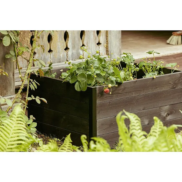 Upyard Hochbeet Gardenbox I-Box - 120 x 80 x 40 cm, Holz, Schwarz - Ein dunkler Pflanzkasten aus Holz mit Erdbeerpflanzen im Garten, umgeben von Grün. Perfekt für den Garten.