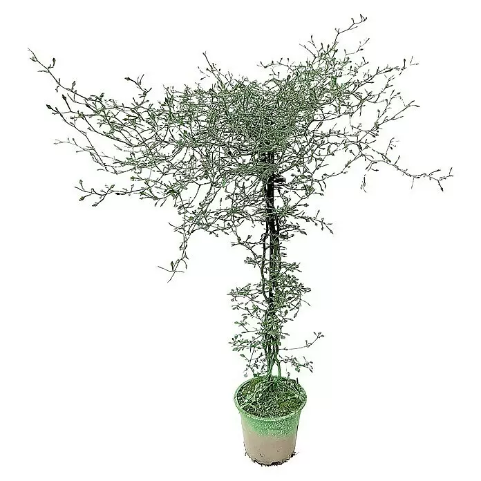 Frühlingsblüher Zickzackstrauch mit GlitterCorokia cotoneaster, Gelb