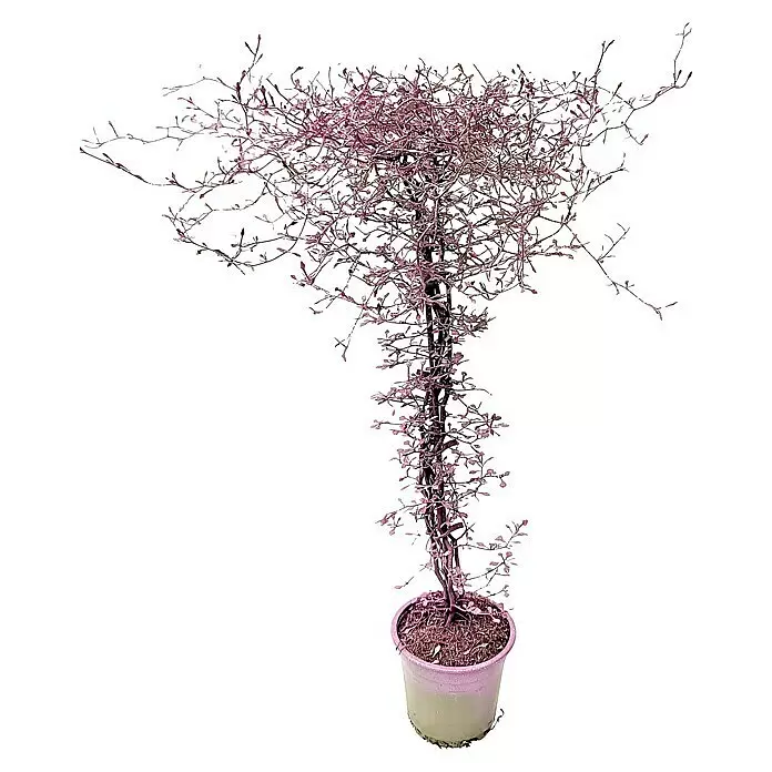 Frühlingsblüher Zickzackstrauch mit GlitterCorokia cotoneaster, Gelb