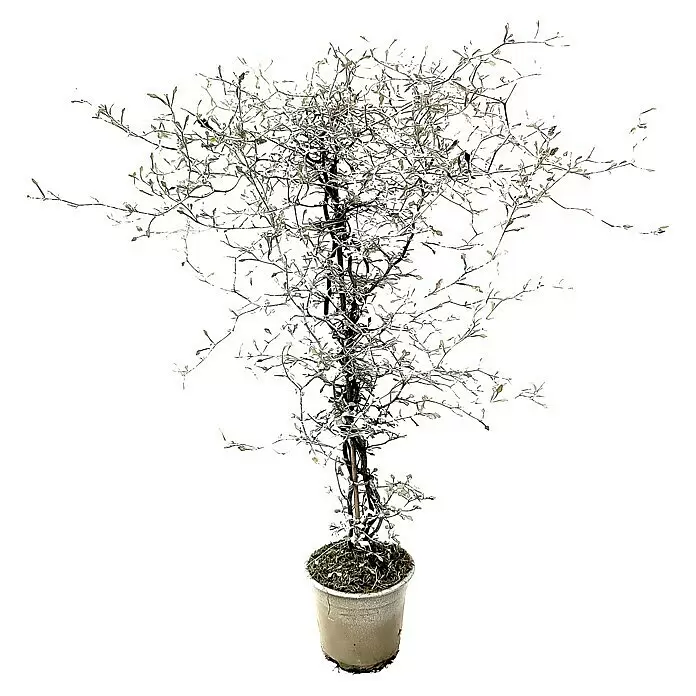 Frühlingsblüher Zickzackstrauch mit GlitterCorokia cotoneaster, Gelb