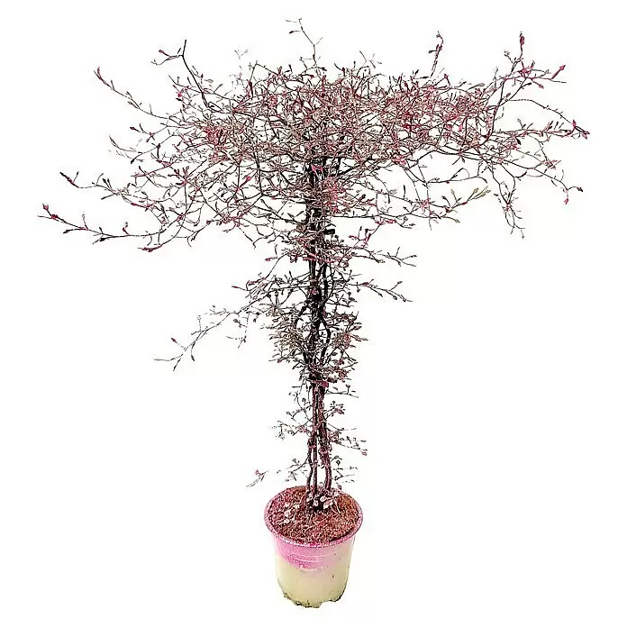 Frühlingsblüher Zickzackstrauch mit GlitterCorokia cotoneaster, Gelb