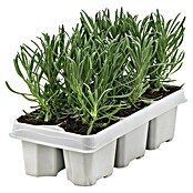 Piardino Lavendel 6er Pack (Lavandula angustifolia 'Ardéche Blue', Lavendelblau) | BAUHAUS