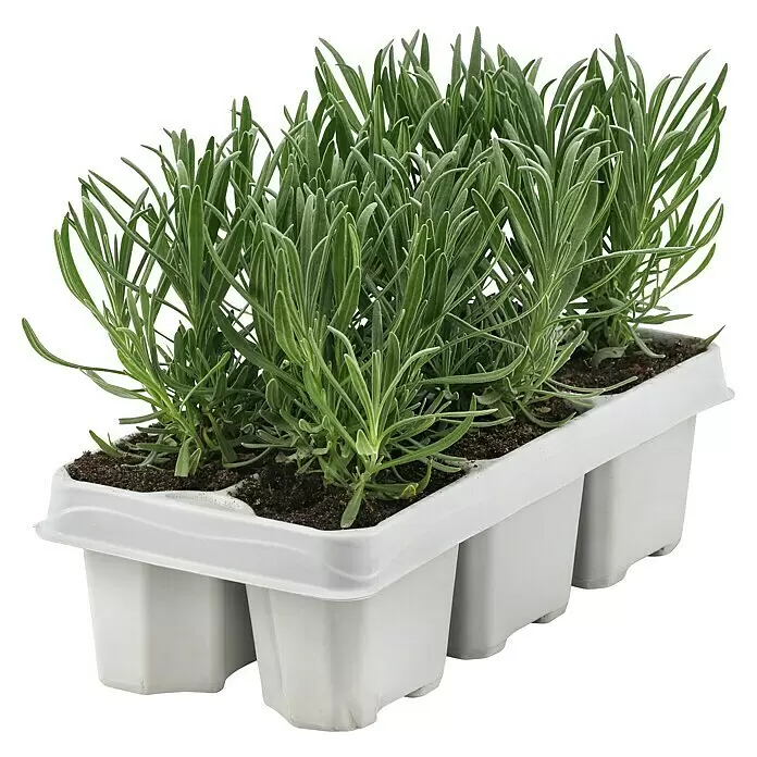 Piardino Lavendel 6er Pack - Lavandula angustifolia 'Ardéche Blue', Lavendelblau - Grüne Lavendelsämlinge in einer weißen Plastik-Multipack-Schale.